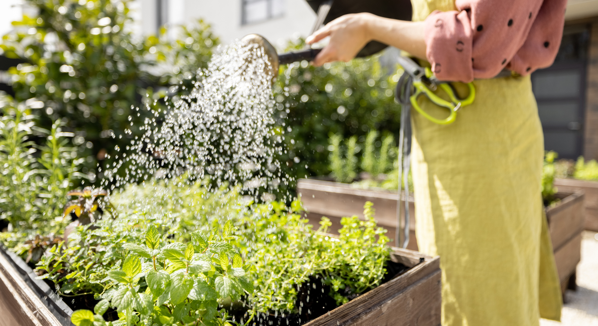 raised bed garden