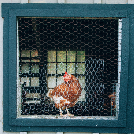 Where to Buy Chicken Coops: A Comprehensive Guide