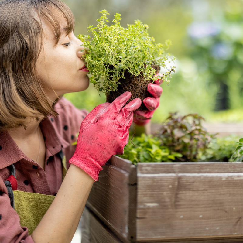 Raised vs. In-Ground Garden Beds: Pros and Cons