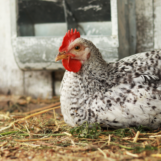 Determining the Right Size for Your Hen House