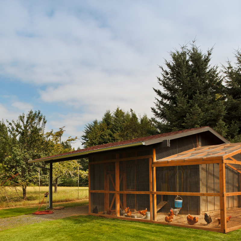DIY Chicken Coop Kits: Everything You Need to Know Before Building ...