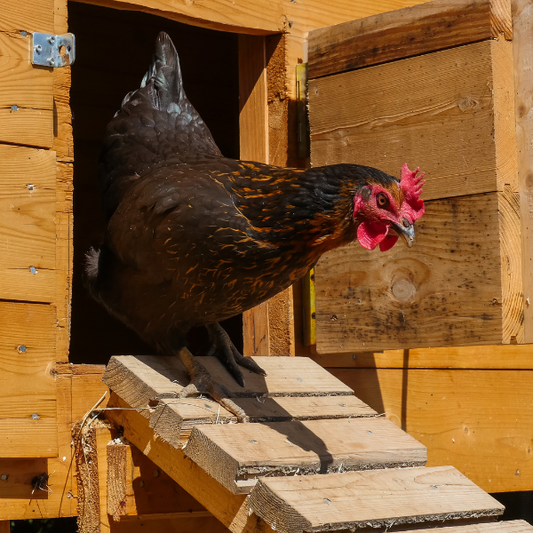 Keeping Snakes Out of Your Hen House: Effective Strategies