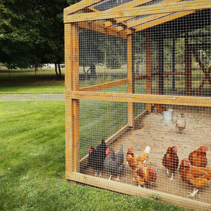 Comparing Chicken Coop Materials: Which One Is Right for Your Flock?