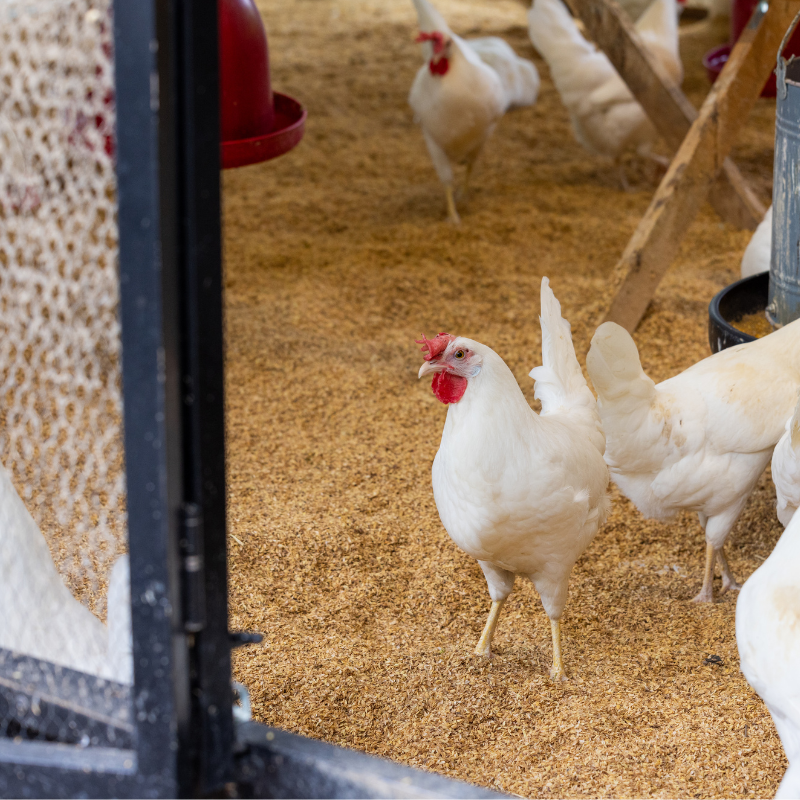 Eco-Friendly Chicken Coop Designs: Sustainability in Poultry Housing