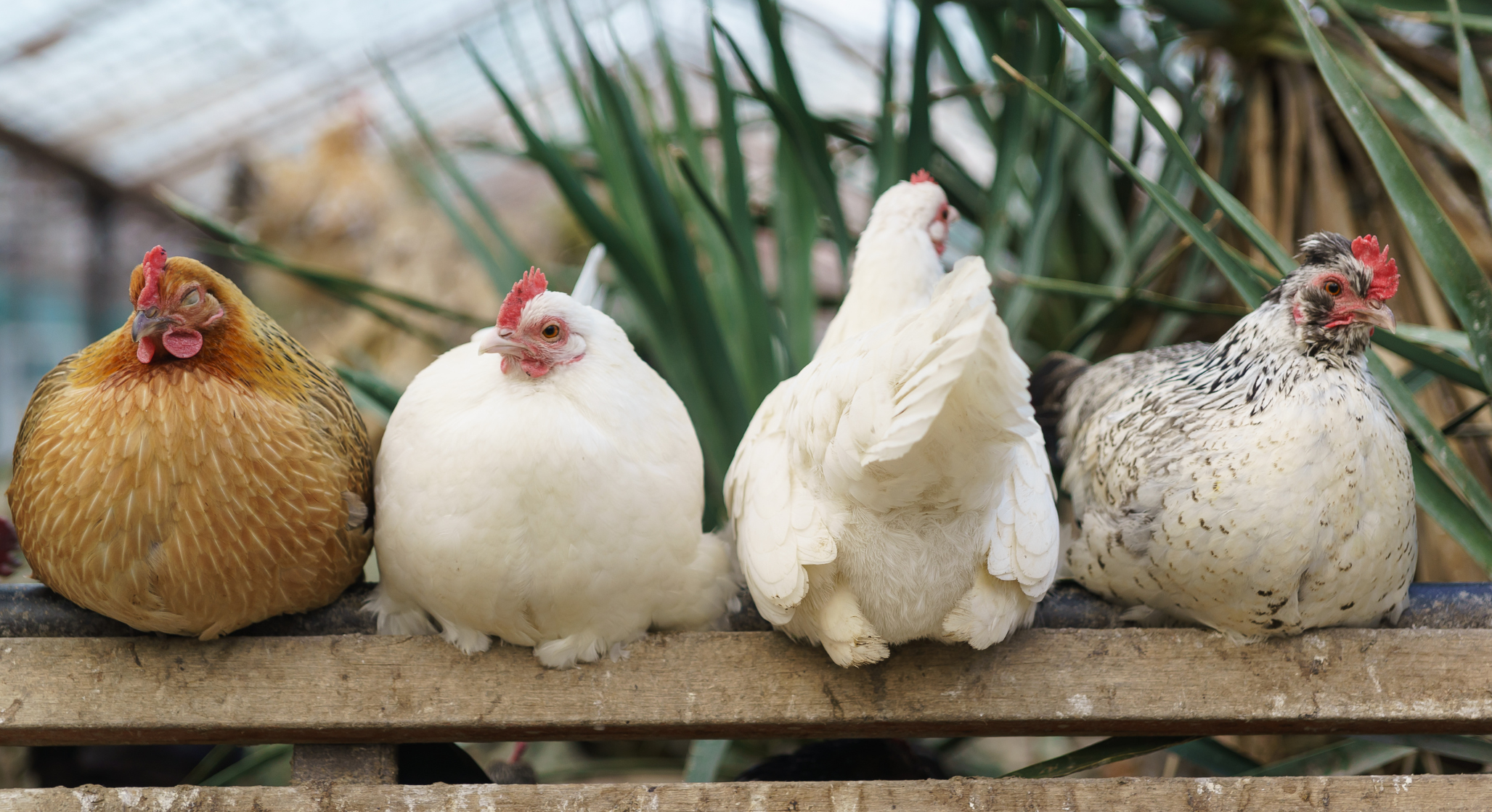 chicken coops for sale